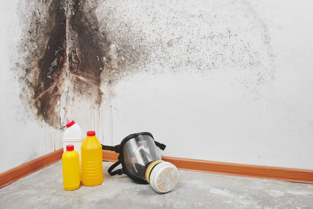 Office Mold Removal Services in Estes Park, CO