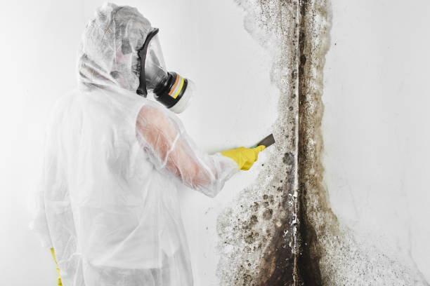 Best Fast Mold Removal  in Estes Park, CO