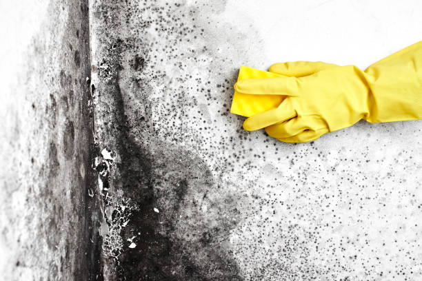 Best Mold Damage Repair  in Estes Park, CO