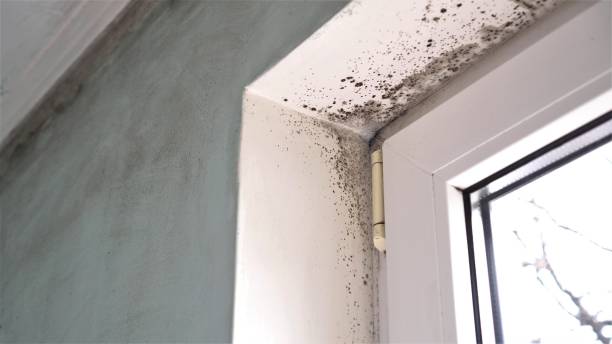 Best Water Damage Restoration  in Estes Park, CO