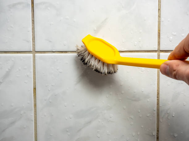 Best Same-Day Mold Removal  in Estes Park, CO