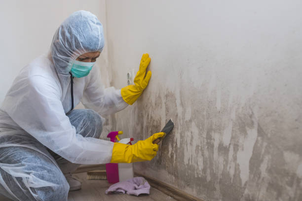 Best Mold Damage Repair  in Estes Park, CO