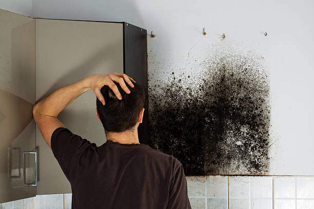 Best Attic Mold Removal  in Estes Park, CO