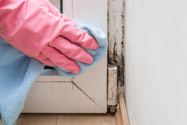 Best Certified Mold Removal  in Estes Park, CO