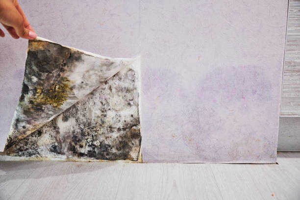 Best Mold Removal Company Near Me  in Estes Park, CO